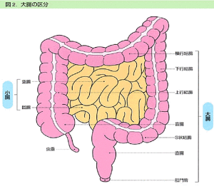 大腸の区分
