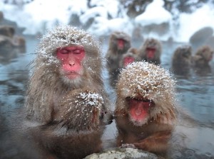 温泉に入る雪国の猿